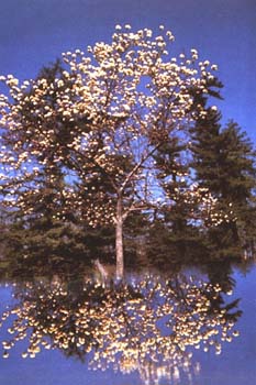 arbol que se refleja en el agua